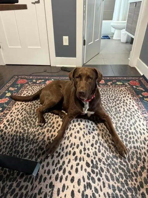 A young large-sized female Brown / Chocolate Labrador Retriever dog named Jackie for adoption in Indianapolis, IN