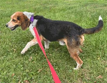 An adult small-sized male Tricolor (Brown, Black, & White) Beagle dog named Sylvester for adoption in West Decatur, PA