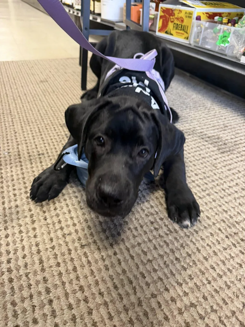 A young medium-sized female Black Labrador Retriever dog named Maxi for adoption in Monticello, NY
