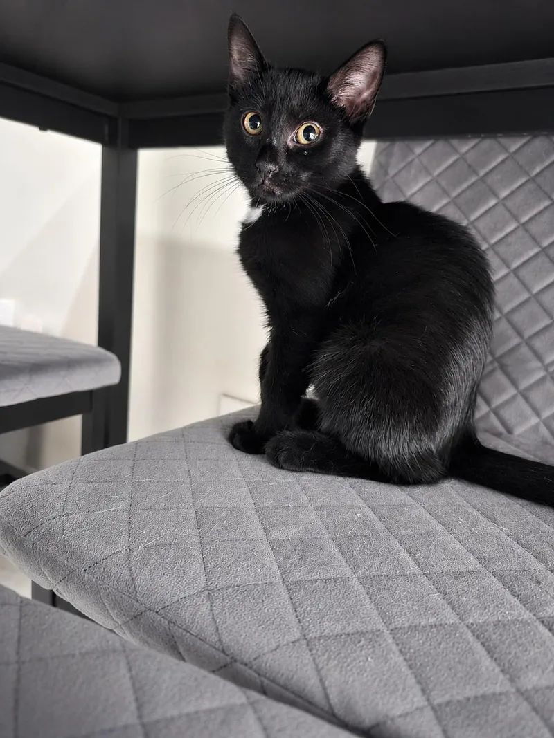 A baby small-sized male Black Domestic Short Hair cat named Sol the Soulful for adoption in Stamford, CT