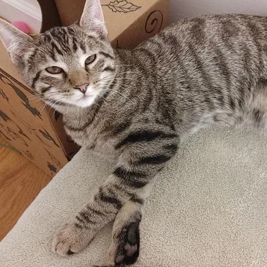 A baby medium-sized male Brown / Chocolate Domestic Short Hair cat named Percy for adoption in Saint Charles, MO