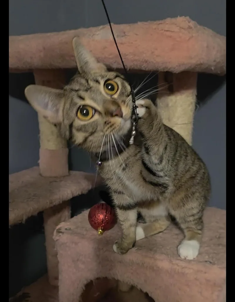 Magnolia thumbnail 2