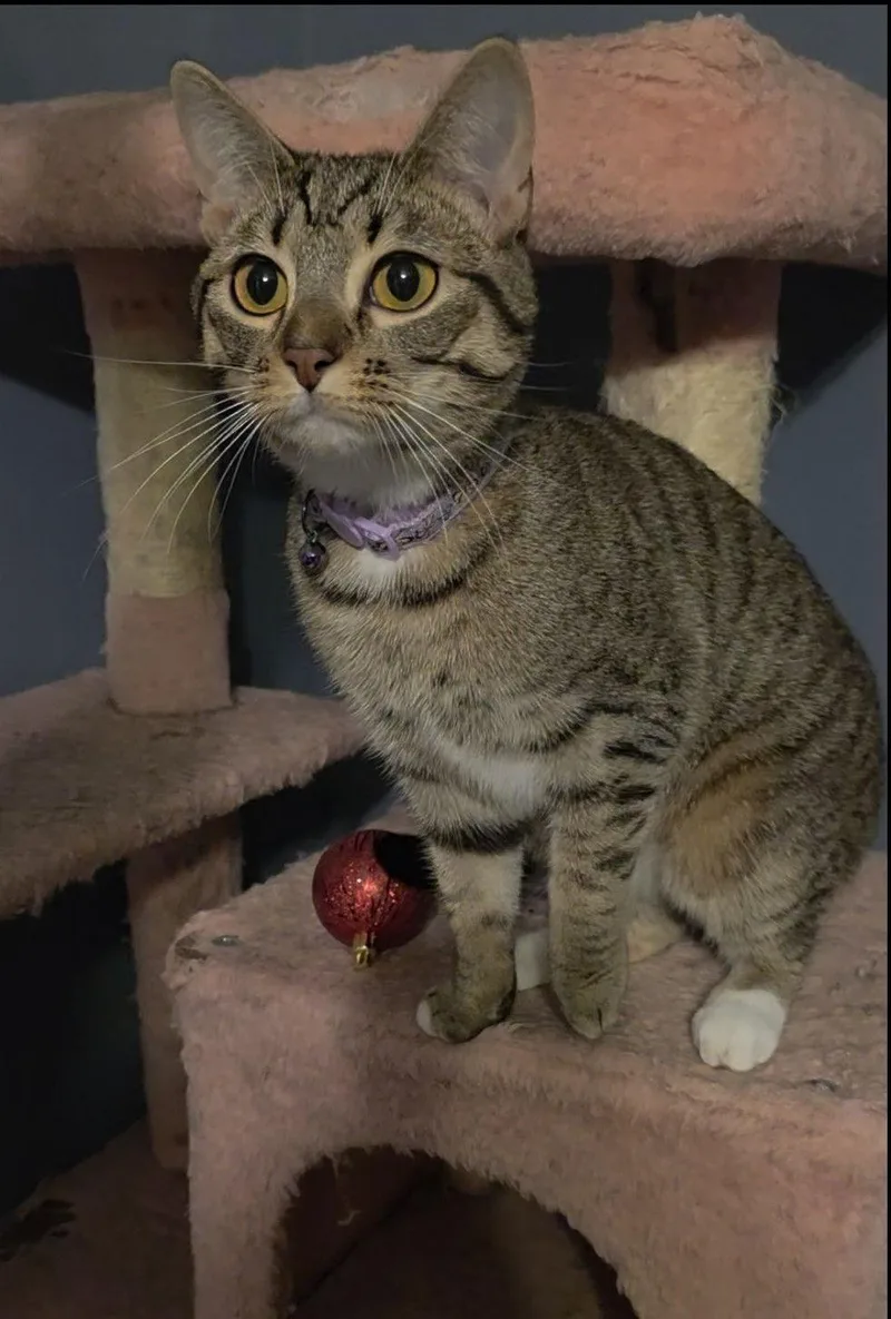 Magnolia thumbnail 3