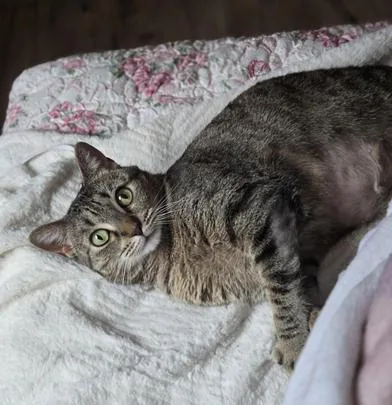 An adult medium-sized female Tabby (Brown / Chocolate) Tabby cat named Tiki for adoption in Liverpool, TX