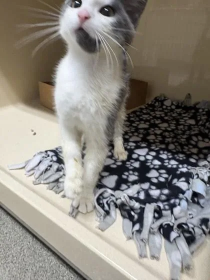 A baby medium-sized male Domestic Medium Hair cat named Wake for adoption in Pequot Lakes, MN