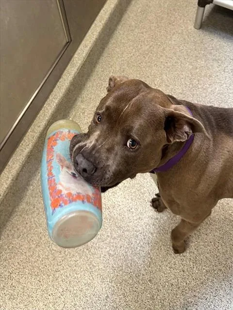 An adult large-sized male Pit Bull Terrier dog named Rocky for adoption in San Luis Obispo, CA