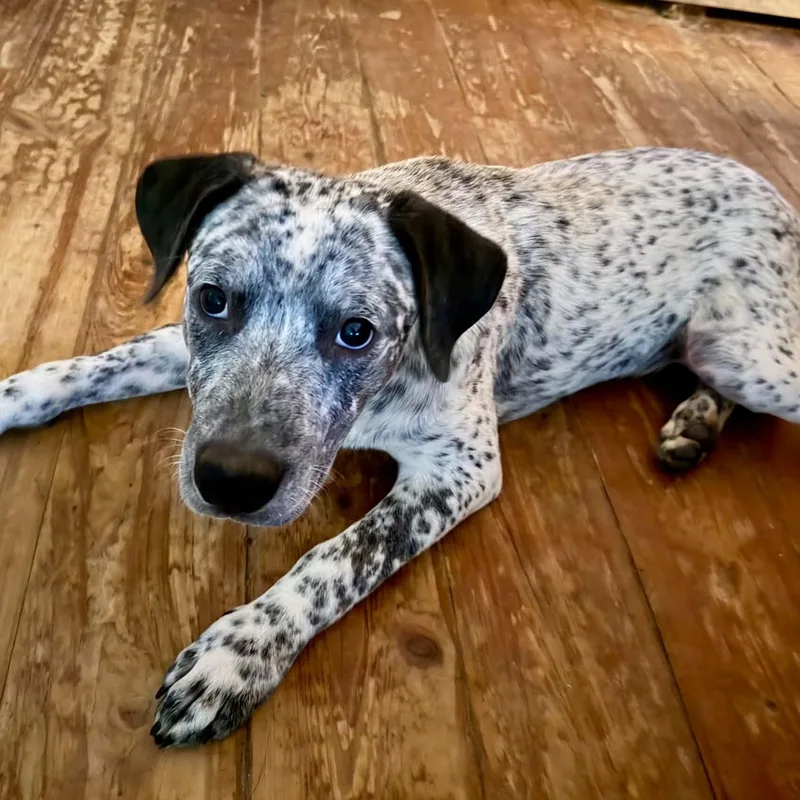 A baby large-sized male Harlequin Australian Cattle Dog / Blue Heeler dog named Goose for adoption in Palm Bay, FL