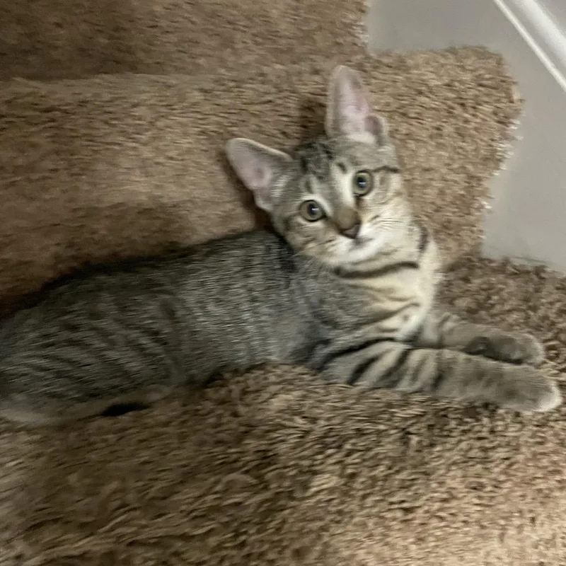 A baby small-sized male Brown / Chocolate Domestic Short Hair cat named Ed for adoption in Springboro, OH