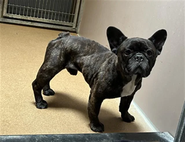 A young small-sized male French Bulldog dog named Zeus for adoption in Martinez, CA