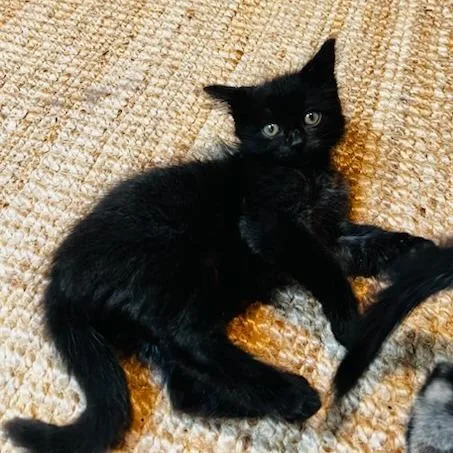 A baby small-sized male Black Domestic Short Hair cat named Batman for adoption in Houston, TX