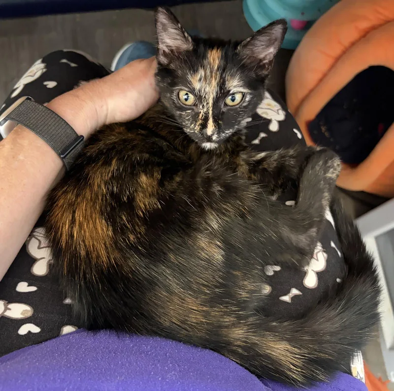 A baby small-sized female Domestic Short Hair cat named Tuulikki for adoption in Mission Viejo, CA