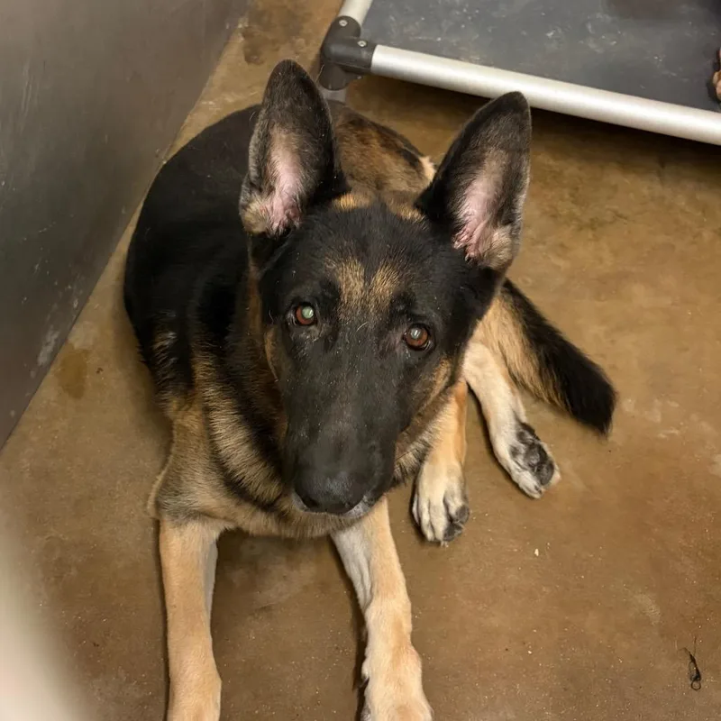 An adult large-sized male Black Shepherd dog named Chopper for adoption in Livingston, TX