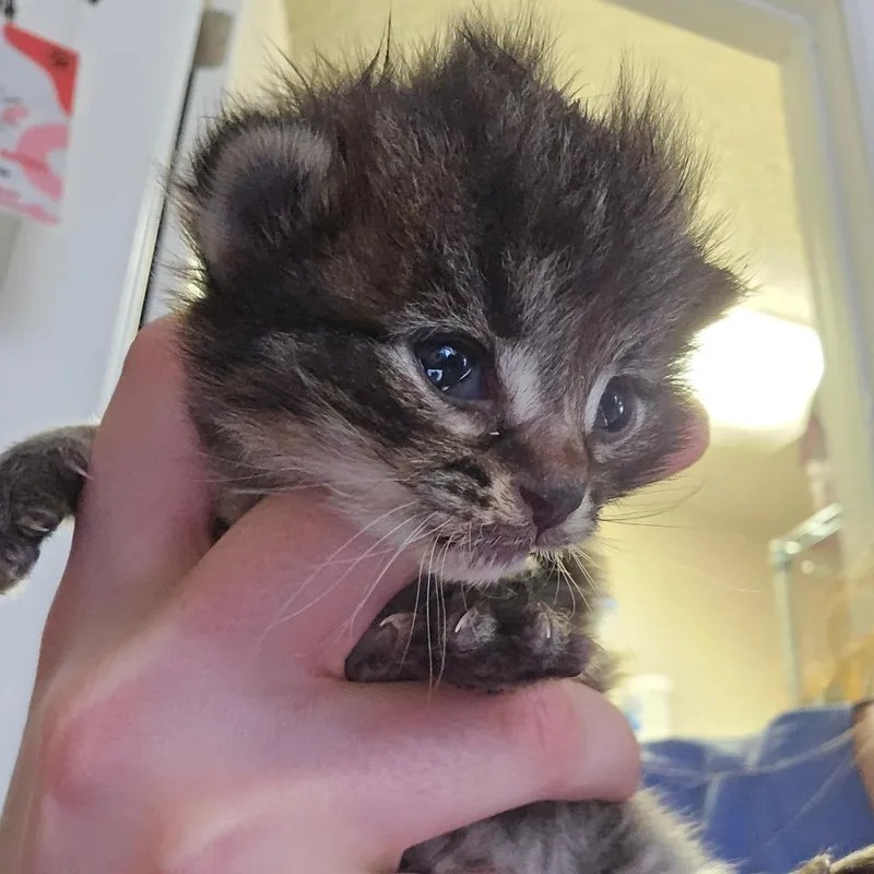 A baby small-sized male Domestic Medium Hair cat named Otter for adoption in Allyn, WA