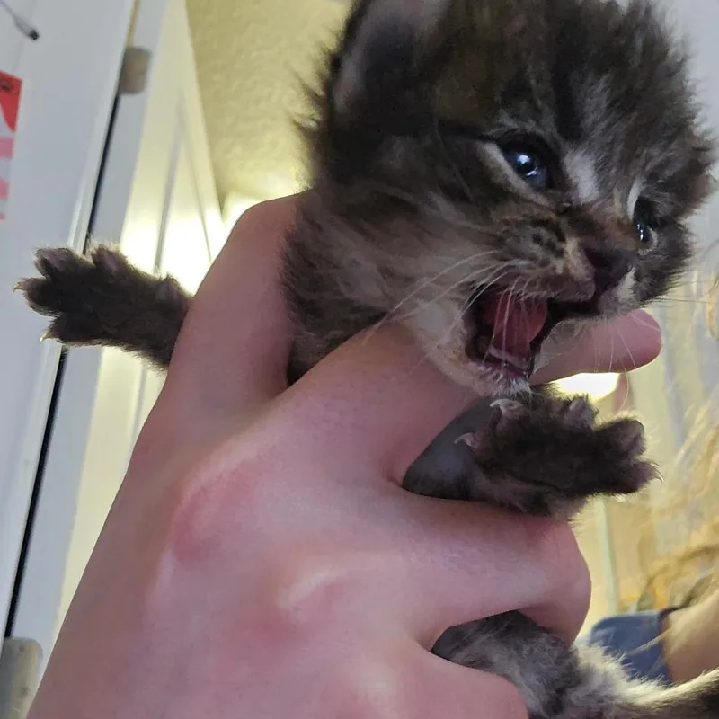 Otter thumbnail 4