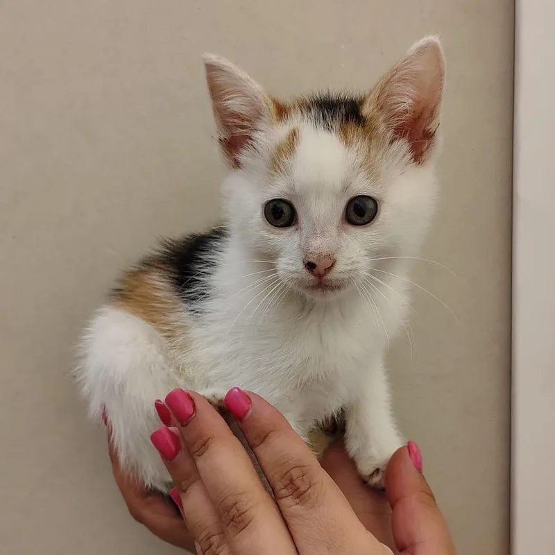 A baby small-sized female Calico Domestic Short Hair cat named Cauliflower for adoption in Coos Bay, OR