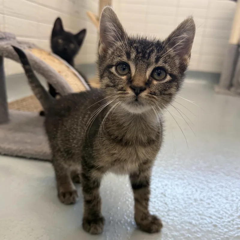 A baby small-sized male Brown / Chocolate Domestic Short Hair cat named Balerion for adoption in Beaumont, TX