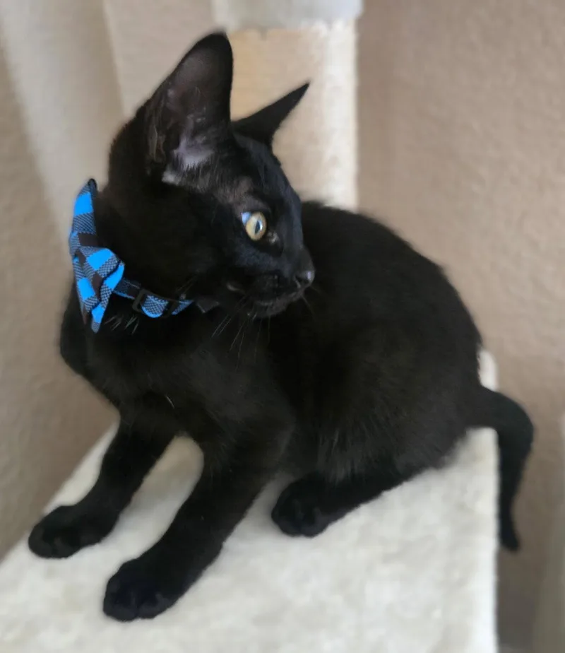 Bagheera