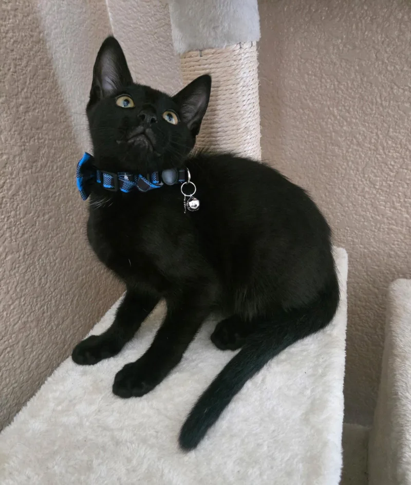 Bagheera thumbnail 3
