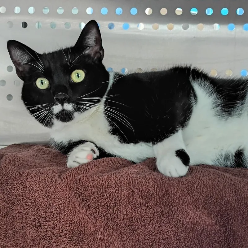 A young small-sized male Domestic Short Hair cat named Sylvester for adoption in Hyde Park, NY
