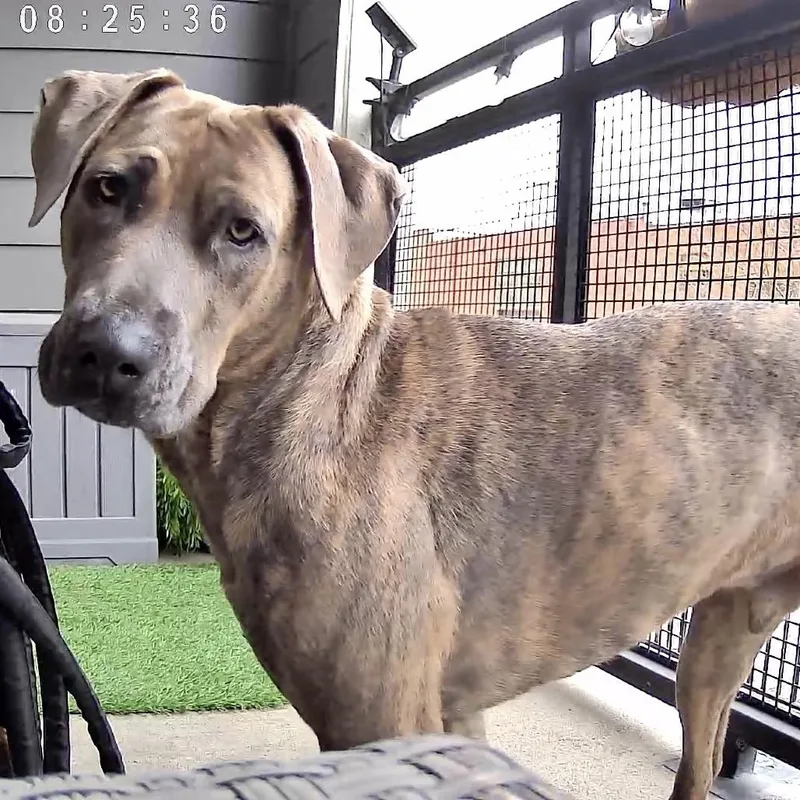 An adult large-sized male Brindle Mixed Breed dog named Teddy for adoption in Dallas, TX
