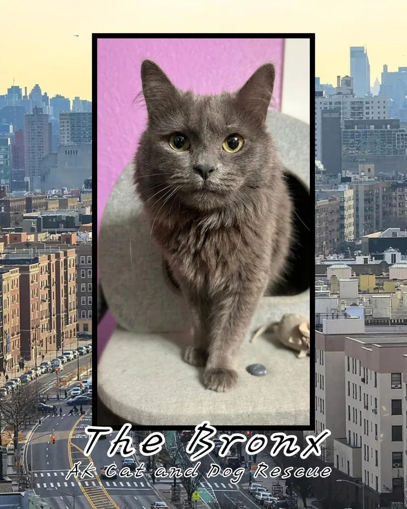An adult small-sized female Domestic Long Hair cat named The Bronx for adoption in Wasilla, AK