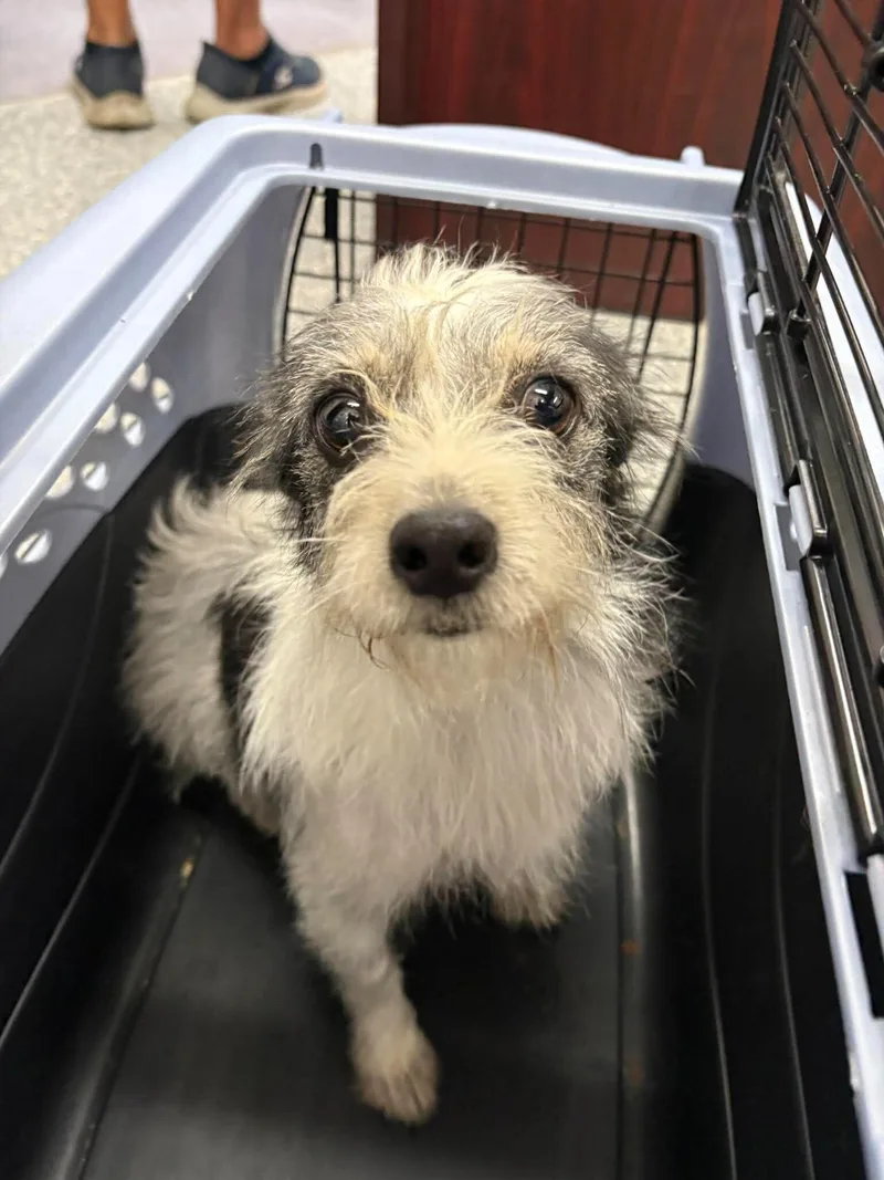 An adult medium-sized female Jack Russell Terrier dog named Unknown for adoption in Burgaw, NC
