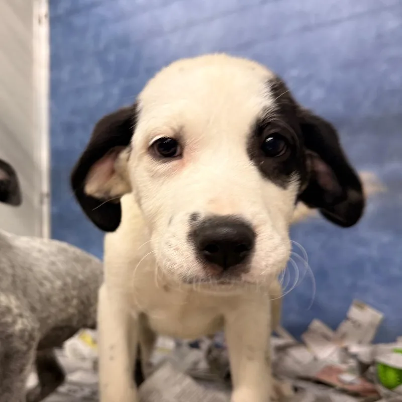A baby small-sized male White / Cream Pit Bull Terrier dog named Lyric for adoption in South Elgin, IL