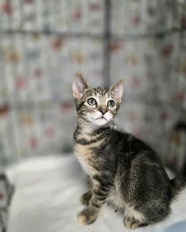 A baby small-sized male Domestic Short Hair cat named Talenti for adoption in Novato, CA
