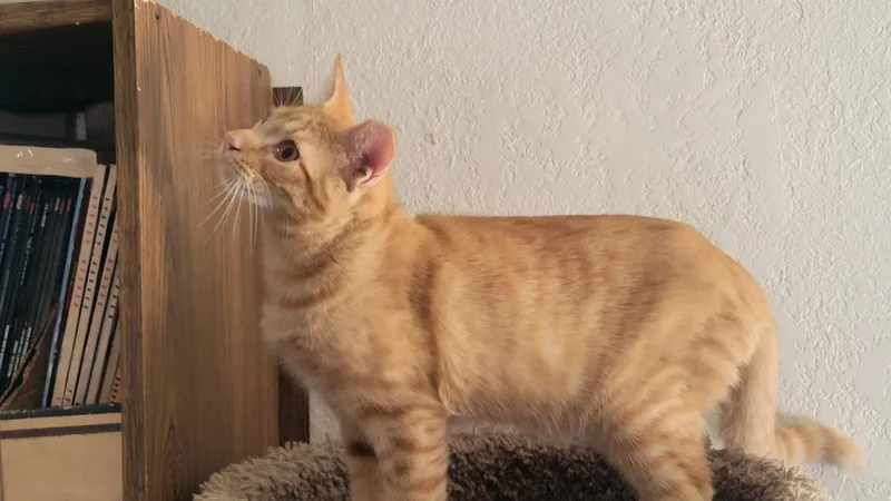 A baby medium-sized male Domestic Short Hair cat named Little Red — A for adoption in Prescott, AZ