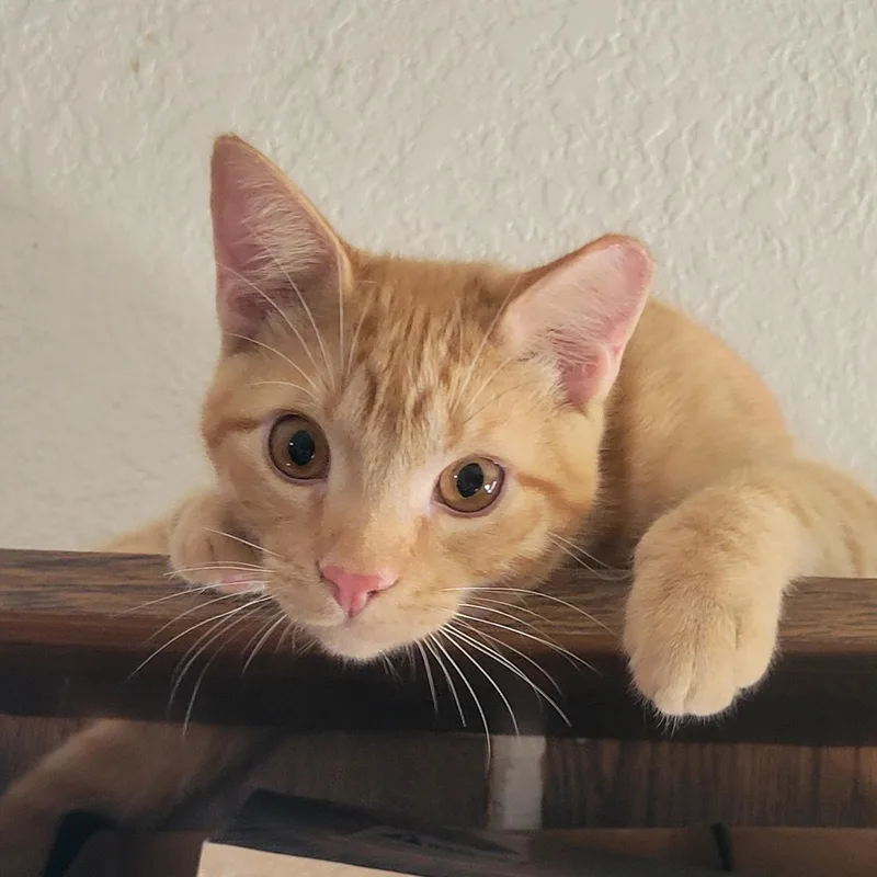 Little Red — A thumbnail 3