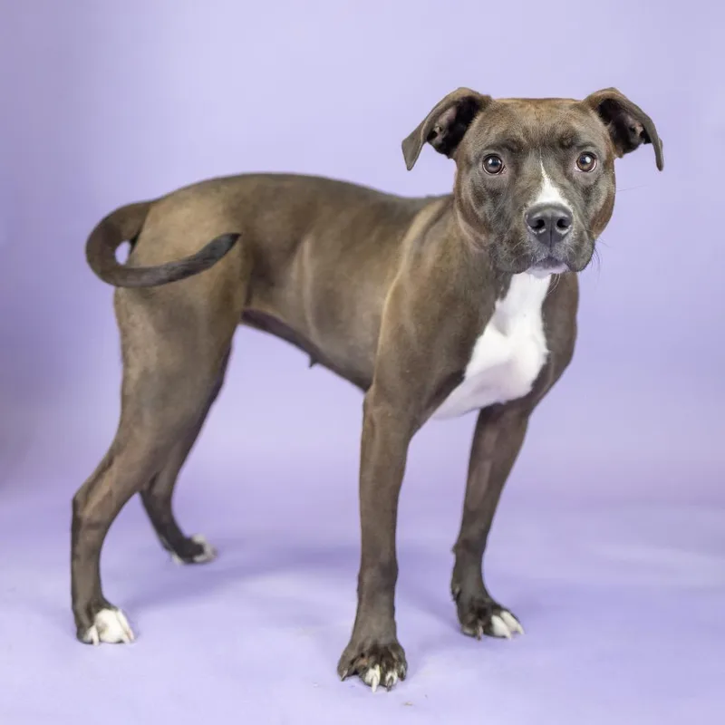 An adult medium-sized female Black Mixed Breed dog named Mocha for adoption in Portland, OR
