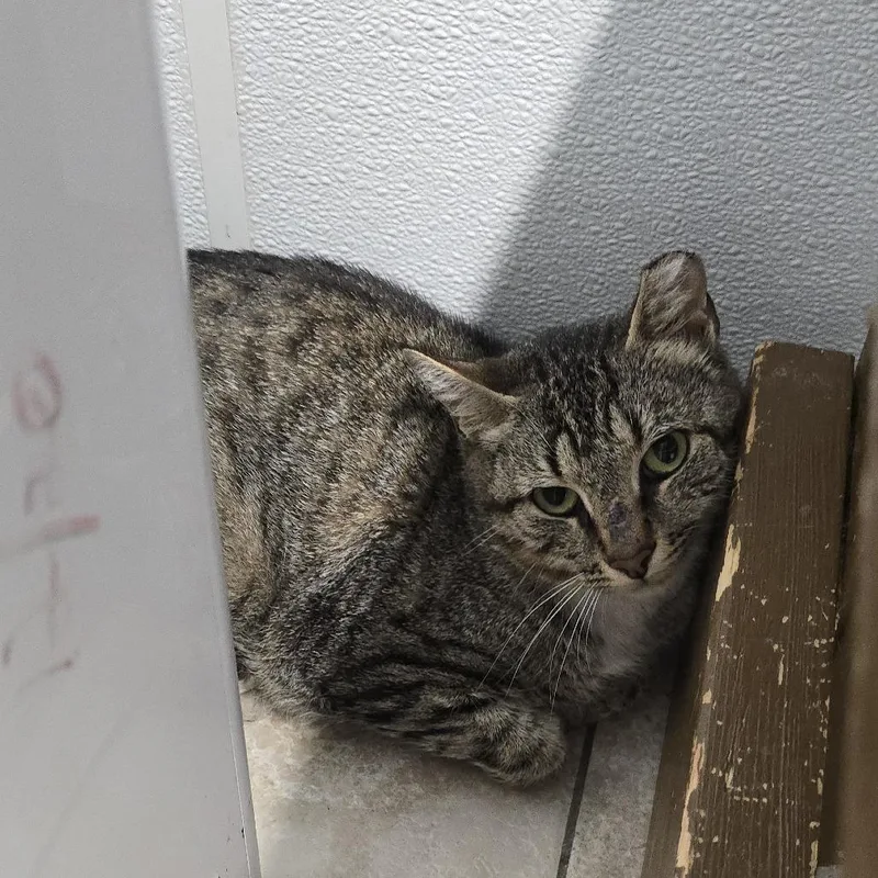A young medium-sized male Brown / Chocolate Domestic Short Hair cat named Emerus for adoption in Yanceyville, NC
