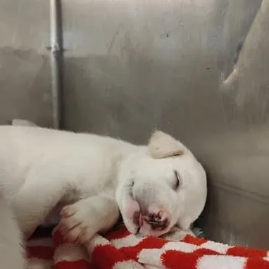 A baby small-sized male White / Cream Pit Bull Terrier dog named Icy for adoption in Dover, AR