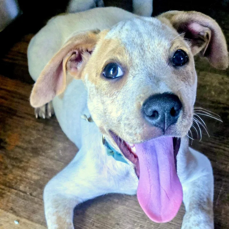 A baby medium-sized male White / Cream Mixed Breed dog named George for adoption in Prior Lake, MN