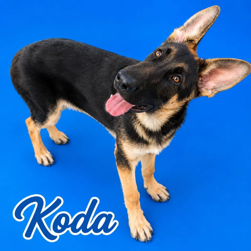 A young medium-sized male Black German Shepherd Dog dog named Koda on HOLD for adoption in Scottsdale, AZ