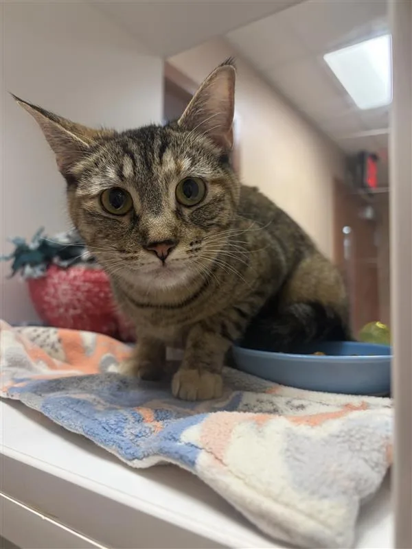 A young small-sized female Domestic Short Hair cat named Jellybean for adoption in Great Falls, MT