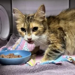 An adult small-sized female Domestic Short Hair cat named Mulan for adoption in Worcester, MA