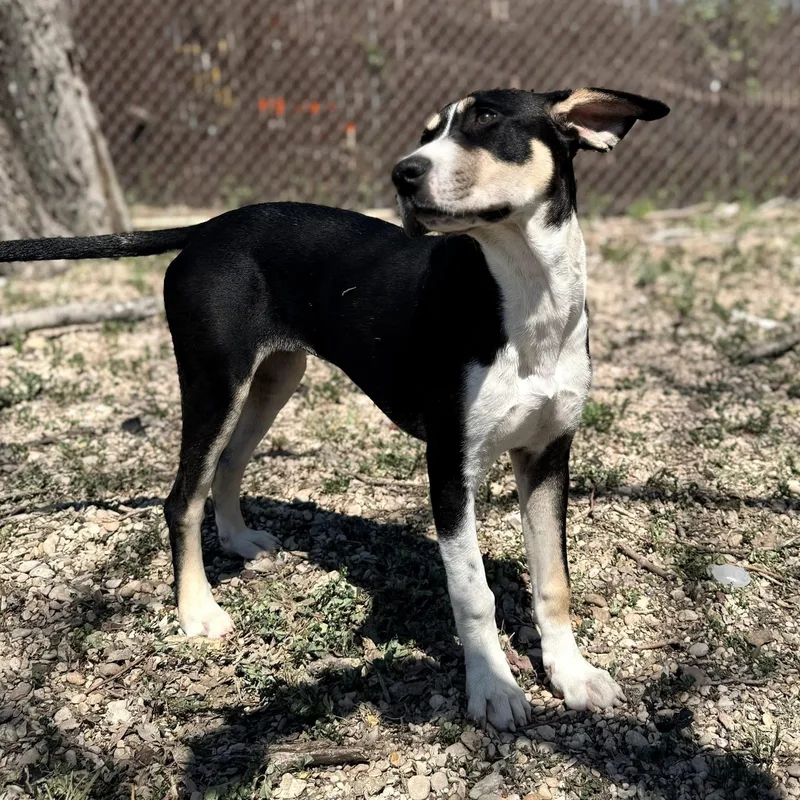 A baby medium-sized female Hound dog named Bandit for adoption in Elkhorn, WI