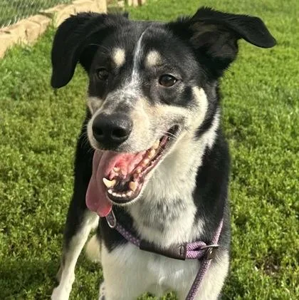 A senior medium-sized male Tricolor (Brown, Black, & White) Mixed Breed dog named Forest for adoption in Dubuque, IA