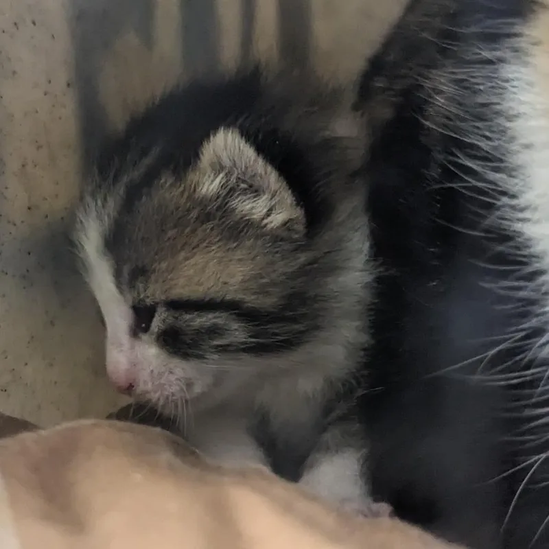 A baby small-sized male Gray / Blue / Silver Domestic Short Hair cat named Dutch for adoption in Philadelphia, PA