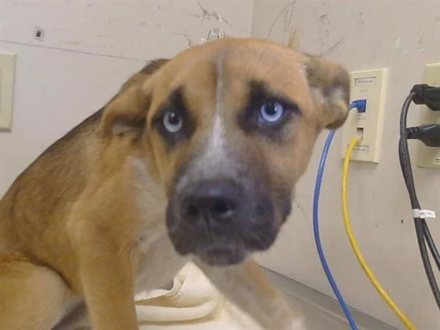 A baby small-sized female German Shepherd Dog dog named Leanne for adoption in Sacramento, CA
