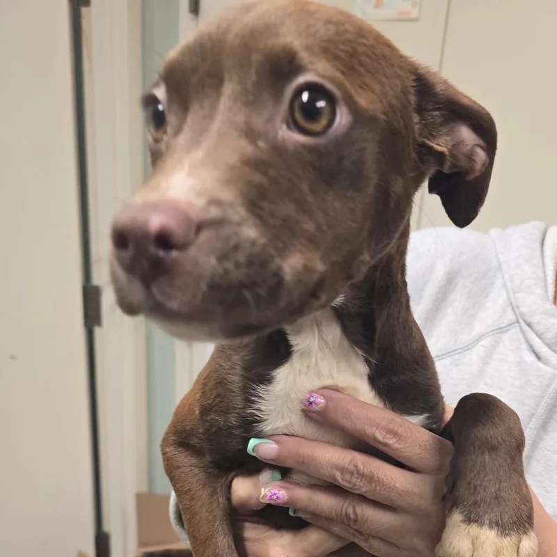 A baby medium-sized female Pit Bull Terrier dog named Velma for adoption in Waldorf, MD