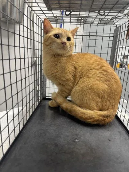 An adult small-sized male Domestic Short Hair cat named Augie for adoption in Sevierville, TN