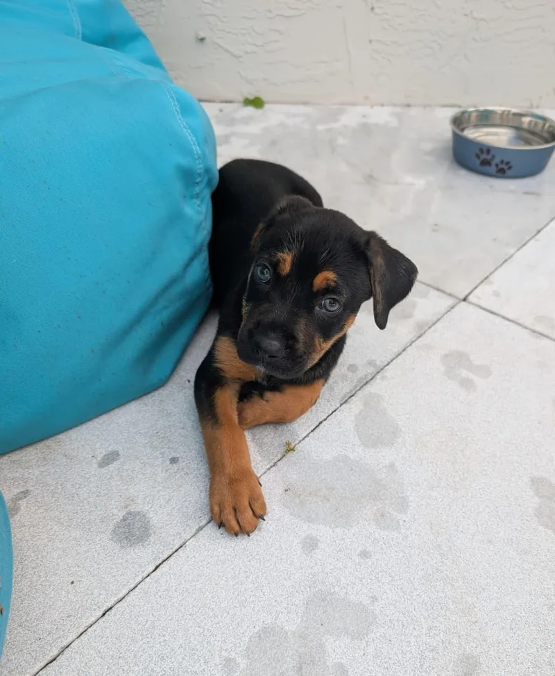 A baby large-sized female Bicolor American Staffordshire Terrier dog named Penny for adoption in Sunrise, FL