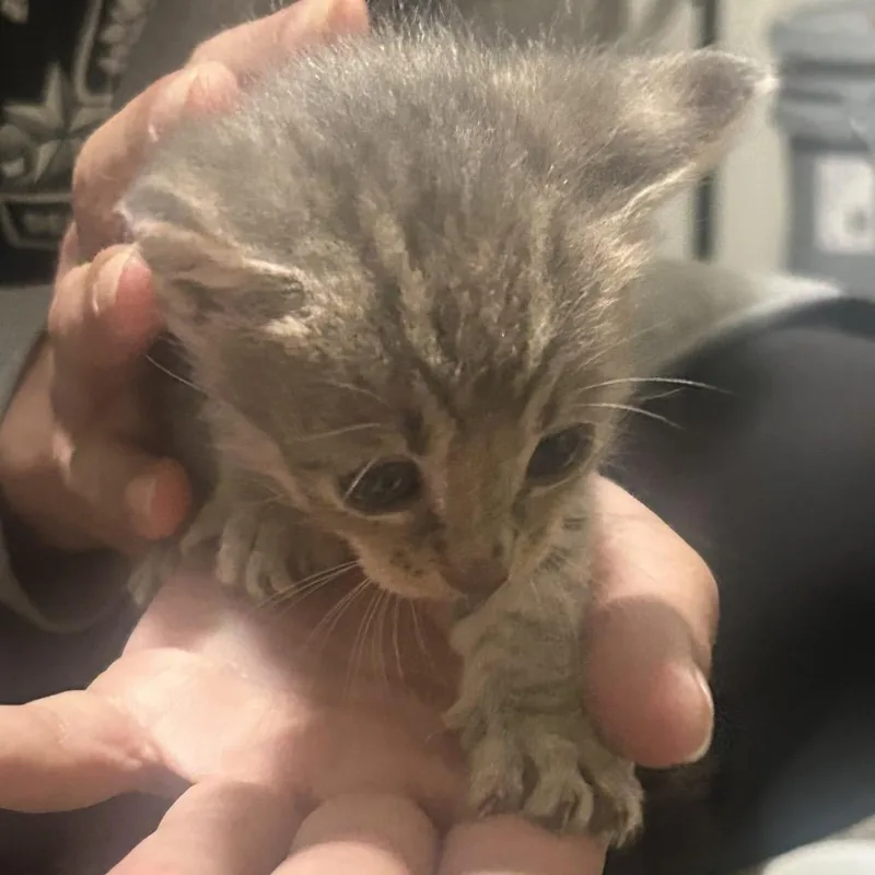 A baby small-sized female Domestic Short Hair cat named Storm for adoption in Fayetteville, AR