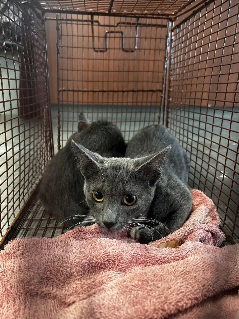 A baby medium-sized female Domestic Short Hair cat named Mcdonalds for adoption in Gautier, MS