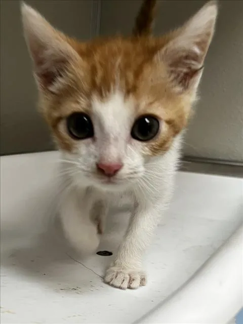 A baby small-sized male Domestic Short Hair cat named Arbole for adoption in Tracy, CA