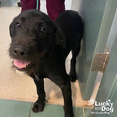 A baby medium-sized male Schnauzer dog named Clyde for adoption in Washington, DC