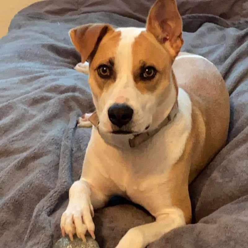 An adult small-sized female Apricot / Beige Pit Bull Terrier dog named Trinket for adoption in Livingston, TX