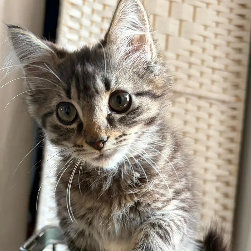 A baby medium-sized male Brown / Chocolate Domestic Medium Hair cat named Damon for adoption in Chapel Hill, NC